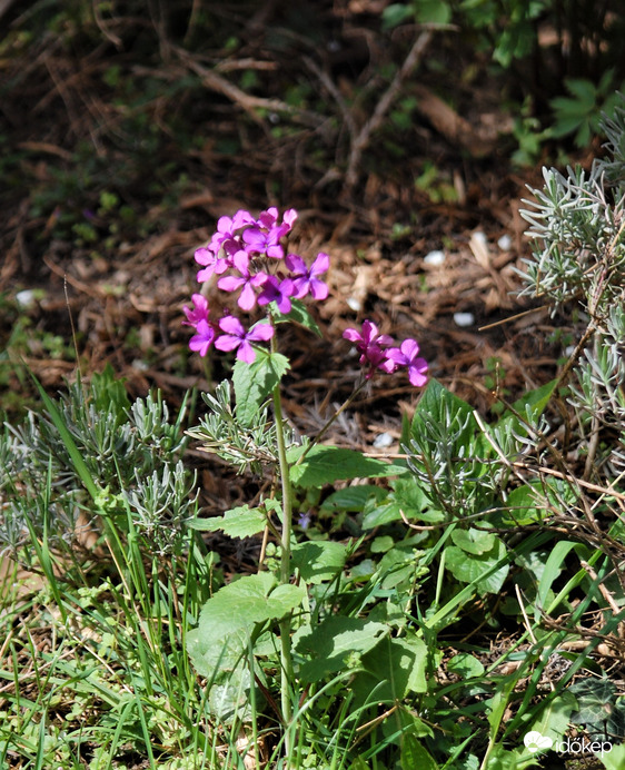 kerti holdviola -júdáspénz