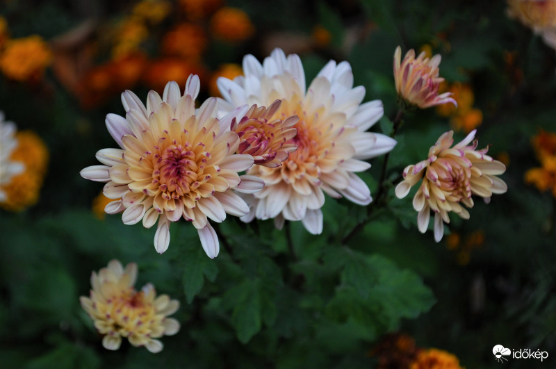 az emlékezés virága