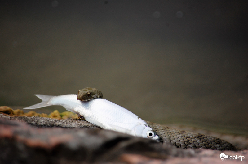 kockás sikló reggelije