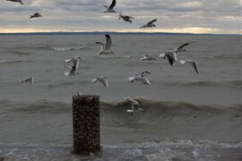 amikormegbillent a Balaton, 2020.02.10.