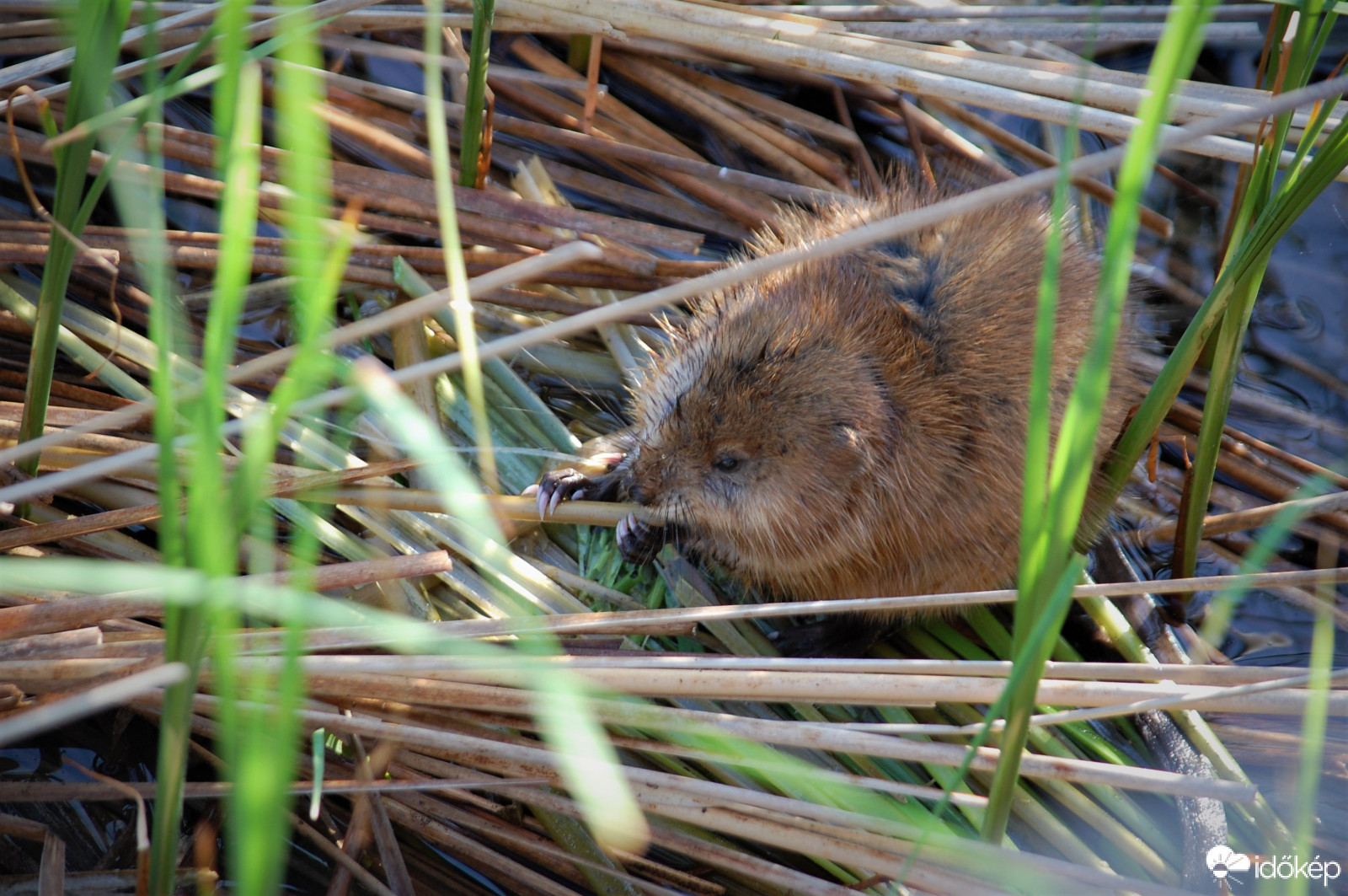 vízi pocok reggelizik