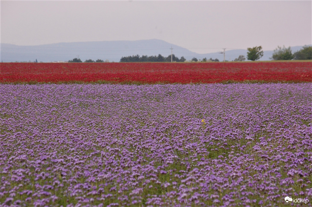 tavasz - a mező színei 2020.05.29.