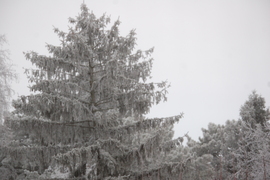 Boldog, békés ünnnepeket kívánok!
