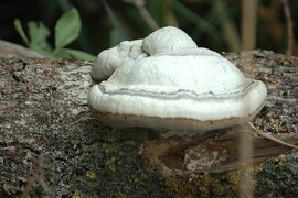 taplógomba