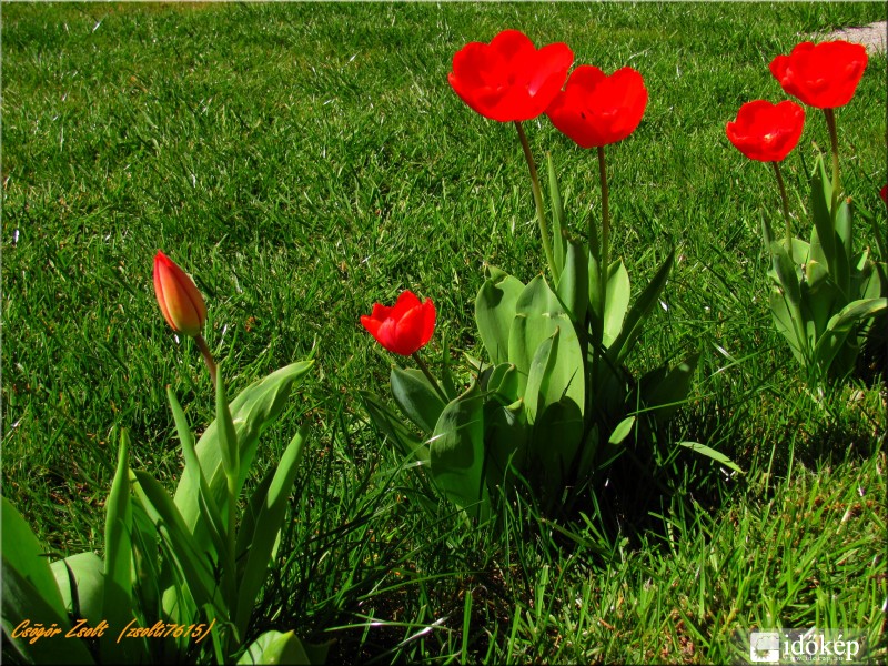 Tulipánok...