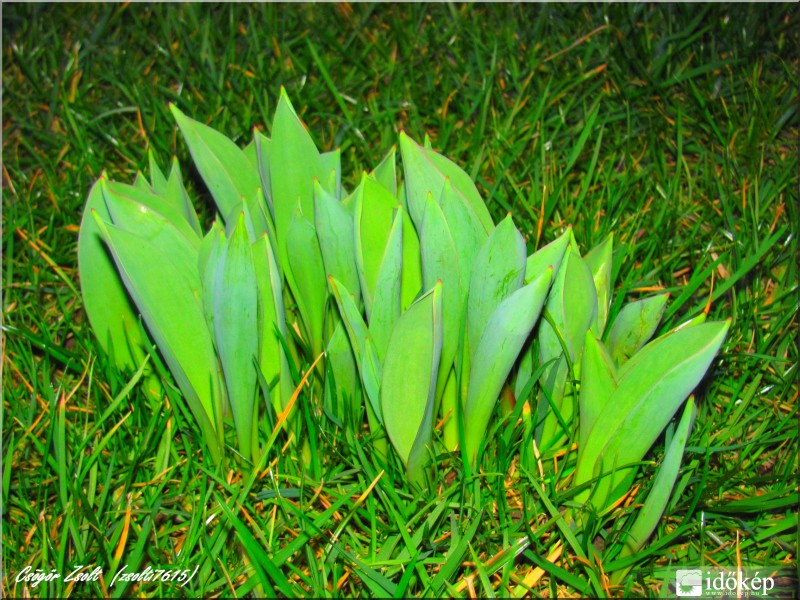 Kibújt a Tulipán...2