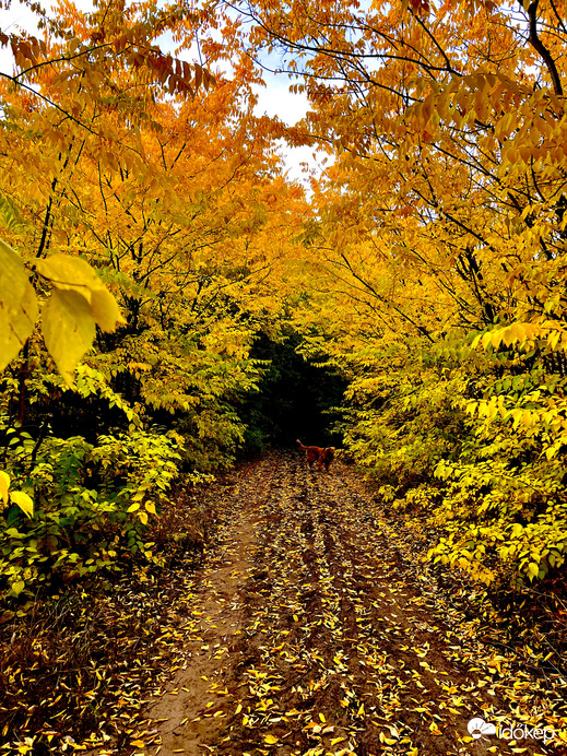 Sárga minden árnyalata