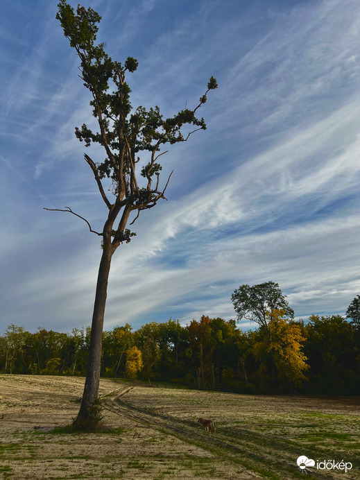Erdőirtás túlélője