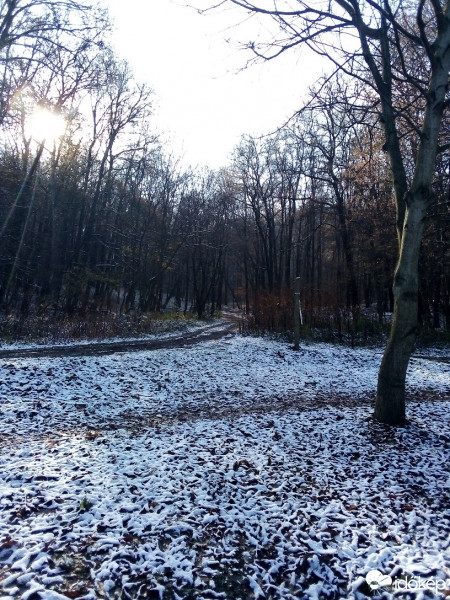 Észlelési fényképek