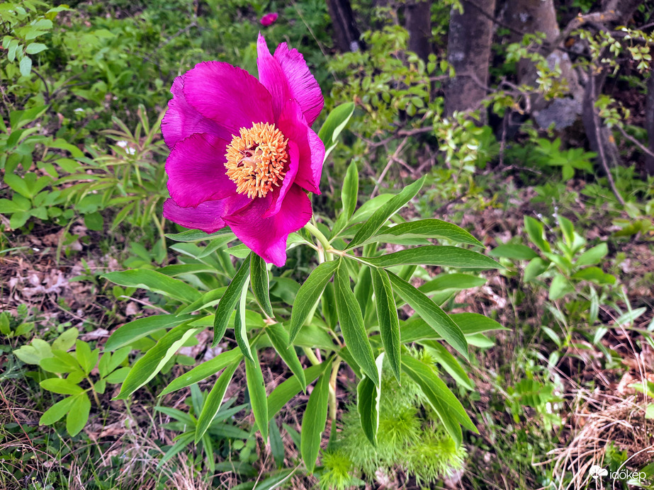 Bánáti bazsarózsa virágzás