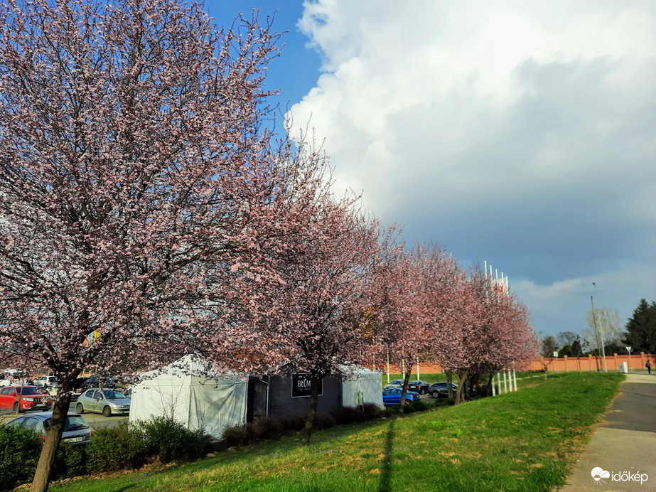 Mandulafa virágzás