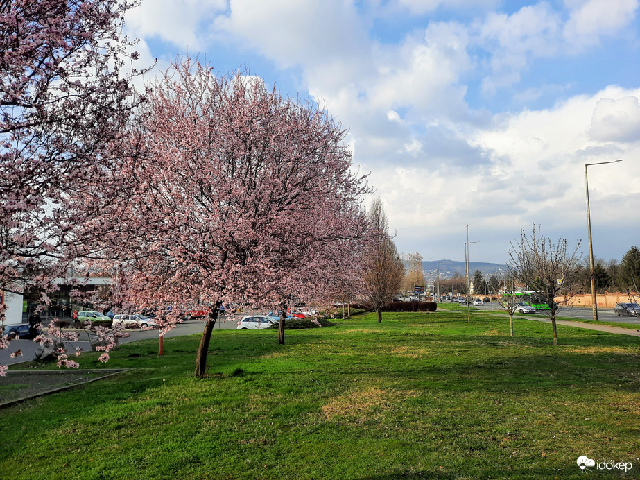 Mandulafa virágzás