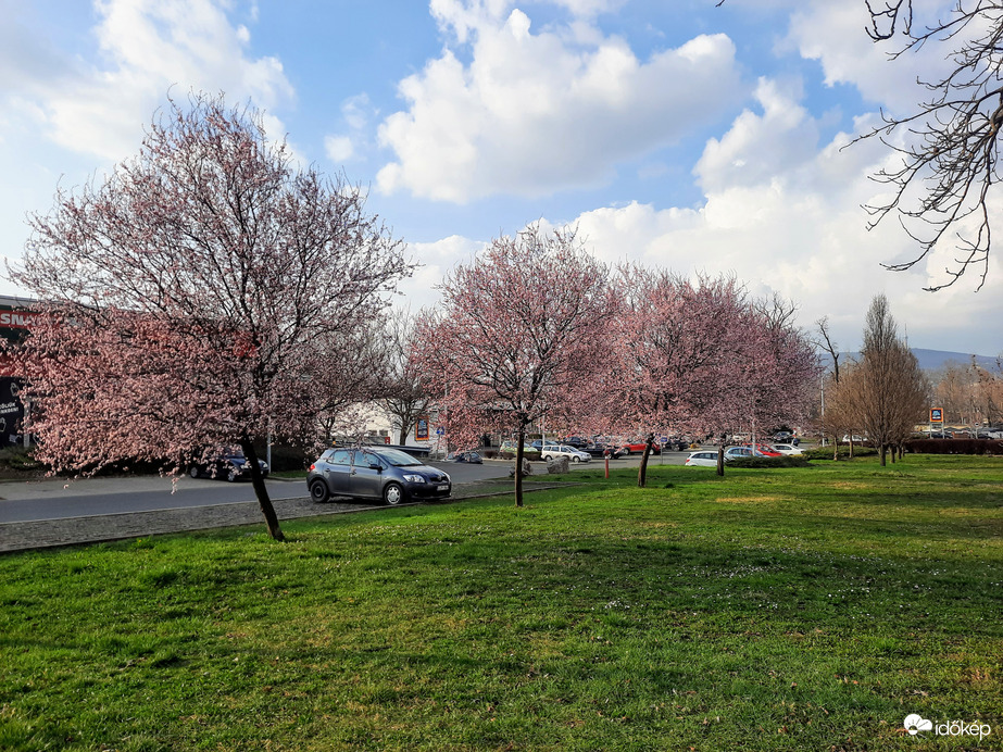 Mandulafa virágzás