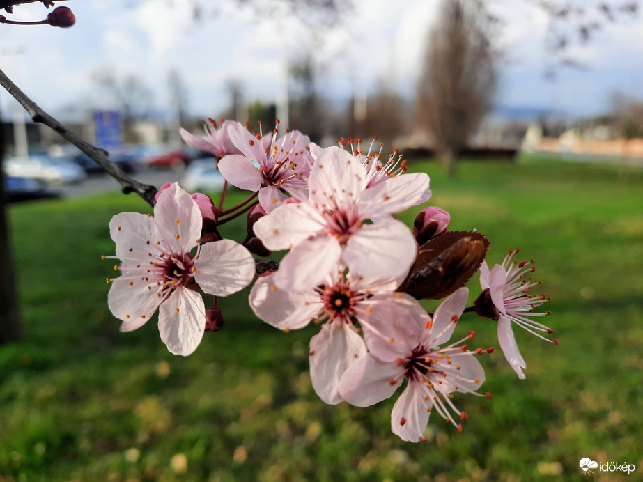 Mandulafa virágzás