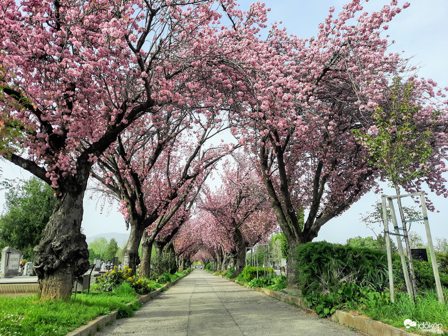 Japáncseresznye virágzás Pécsett