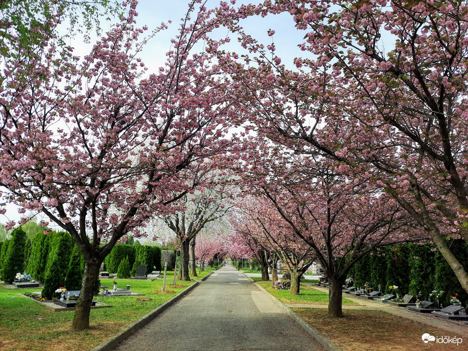 Japáncseresznye virágzás Pécsett