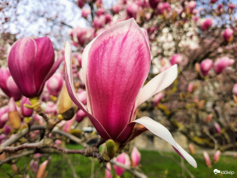 Magnólia virágzás Pécsett