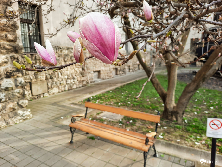 Magnólia virágzás Pécsett