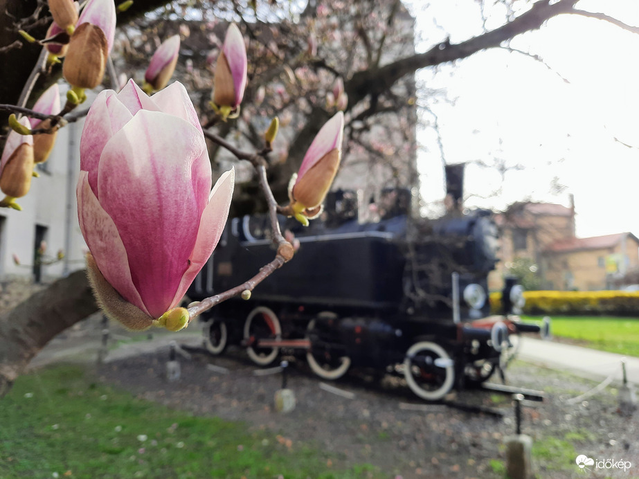 Magnólia virágzás Pécsett
