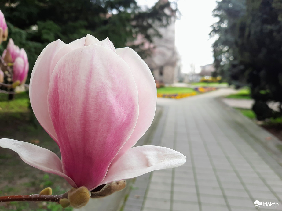 Magnólia virágzás Pécsett