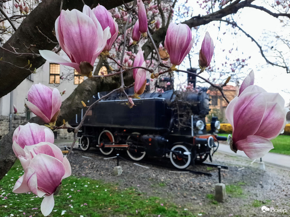 Magnólia virágzás Pécsett