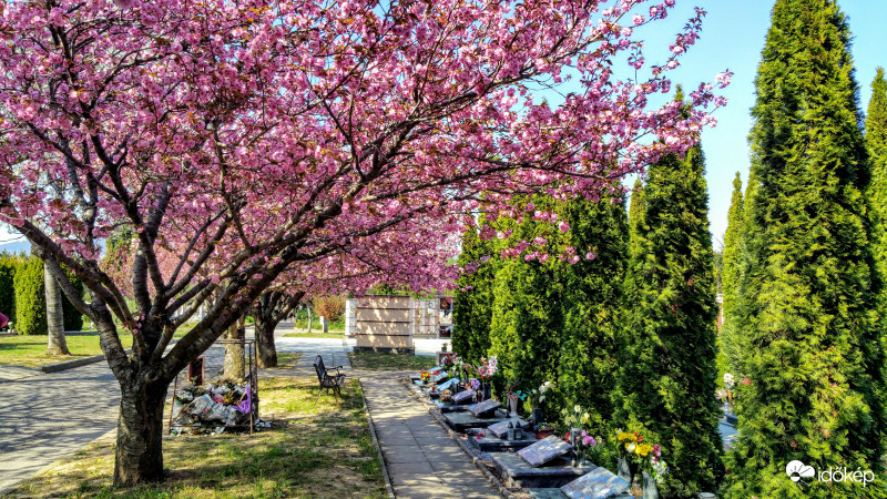 Japán díszcseresznye Pécsett