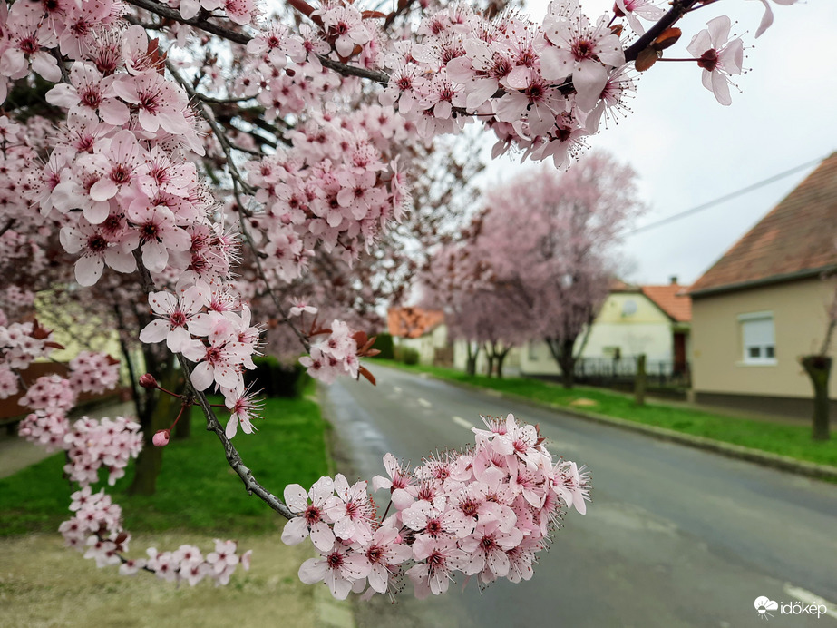Vérszilva virágzás Diósviszlón