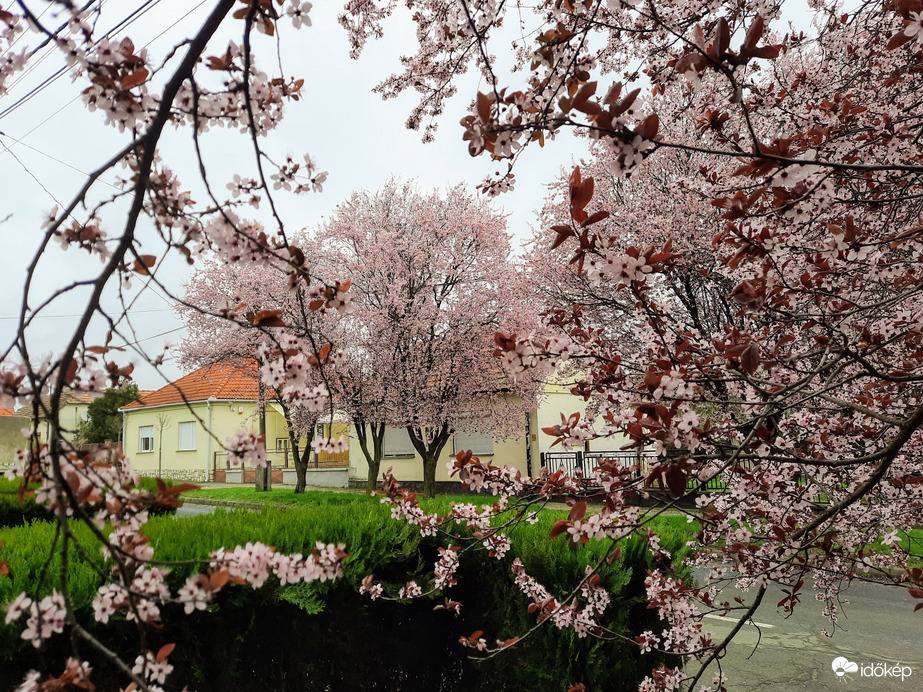 Vérszilva virágzás Diósviszlón
