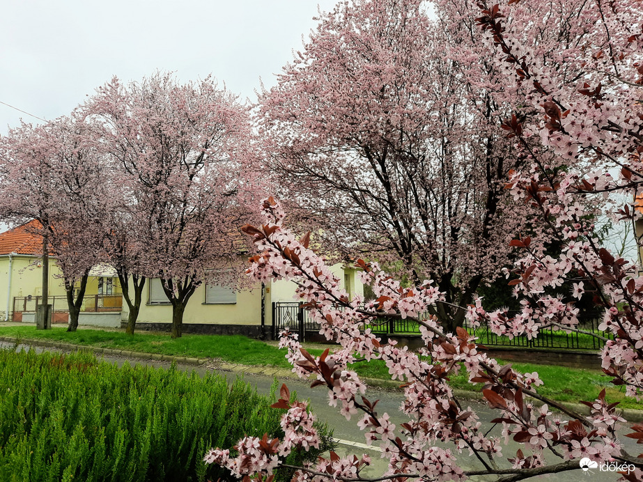 Vérszilva virágzás Diósviszlón