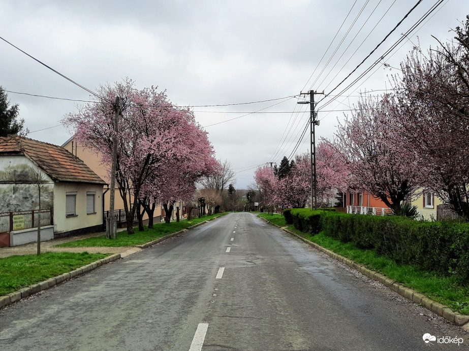 Vérszilva virágzás Diósviszlón