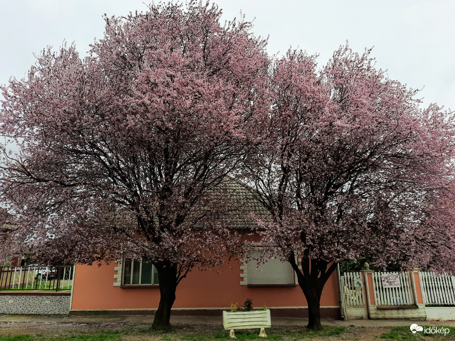 Vérszilva virágzás Diósviszlón
