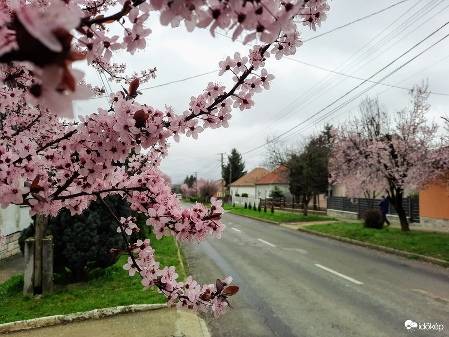 Vérszilva virágzás Diósviszlón