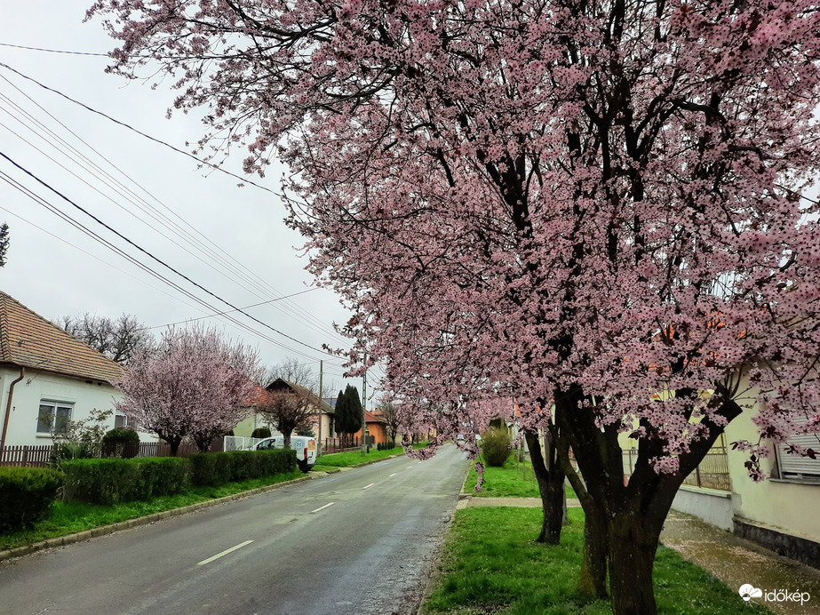 Vérszilva virágzás Diósviszlón