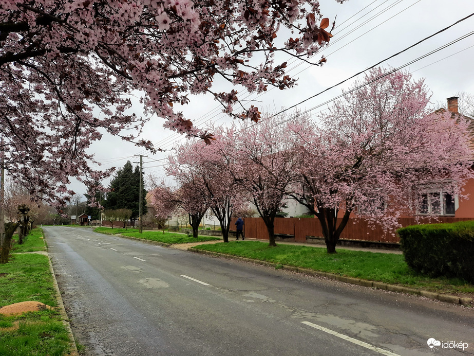 Vérszilva virágzás Diósviszlón
