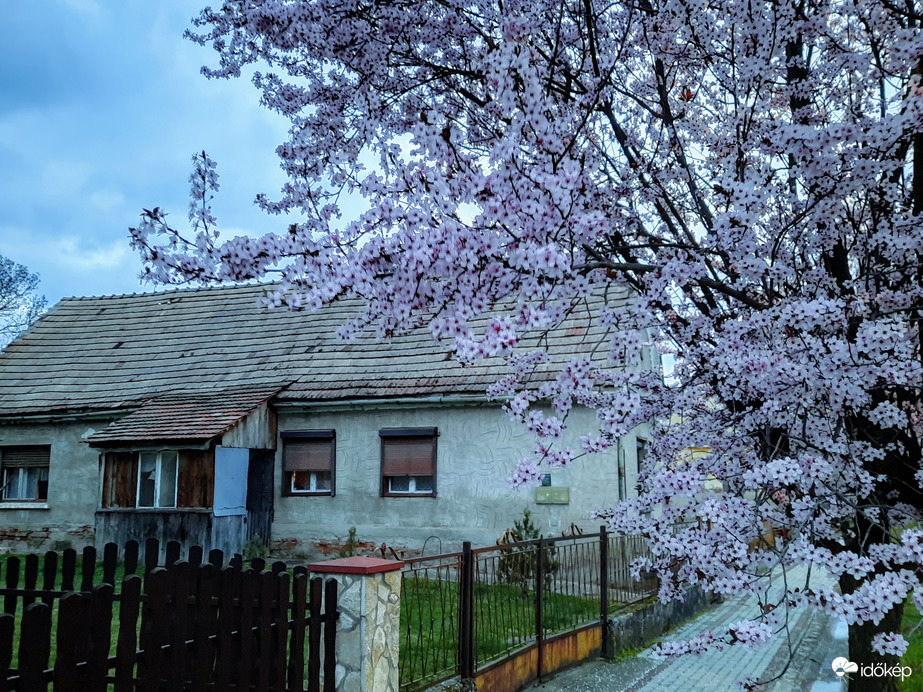 Vérszilva virágzás Darányban