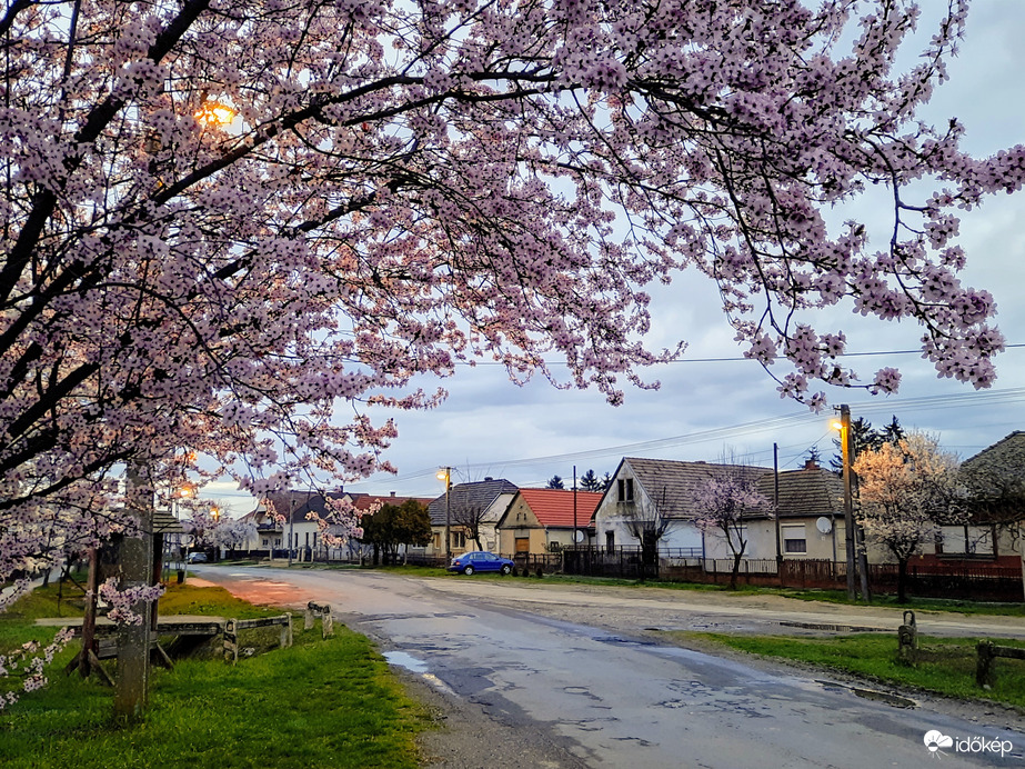 Vérszilva virágzás Darányban