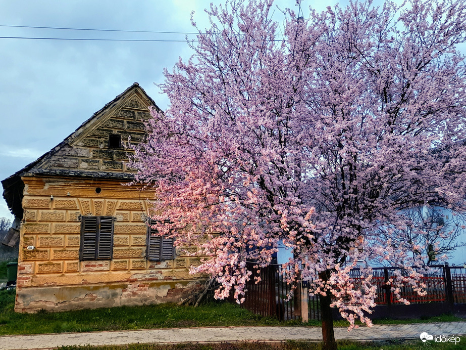 Vérszilva virágzás Darányban