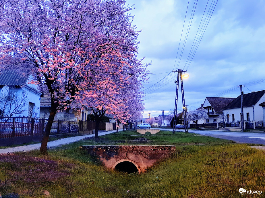 Vérszilva virágzás Darányban