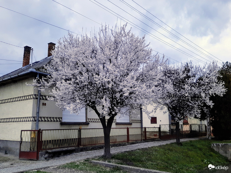 Vérszilva virágzás Darányban