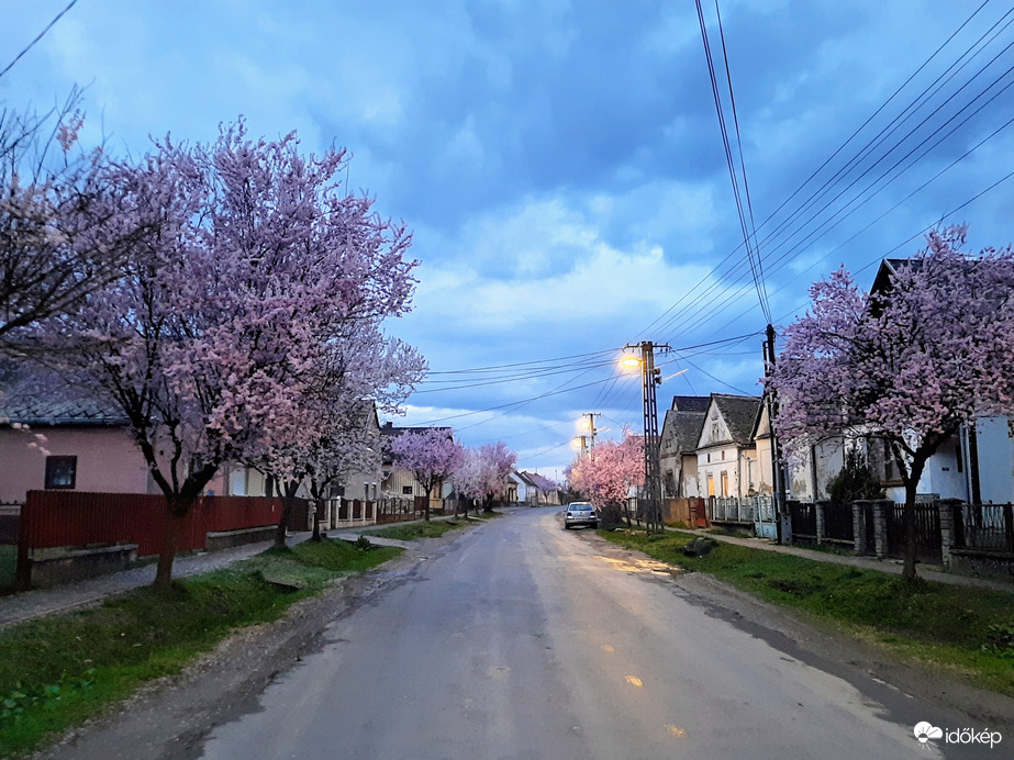 Vérszilva virágzás Darányban