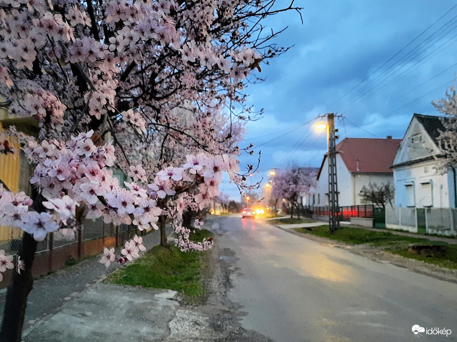 Vérszilva virágzás Darányban