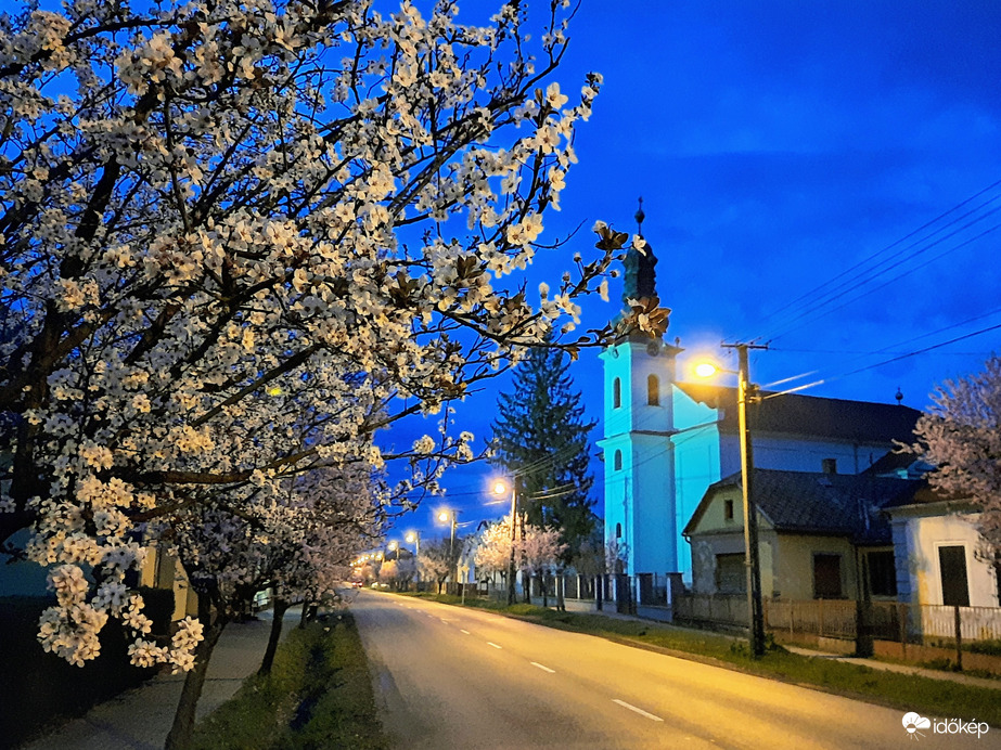 Vérszilva virágzás Darányban