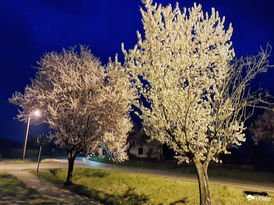 Vérszilva virágzás Darányban