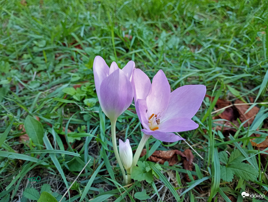 Őszi kikerics